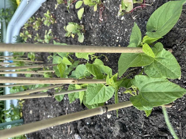 Fresh green beans growing in a raised garden bed