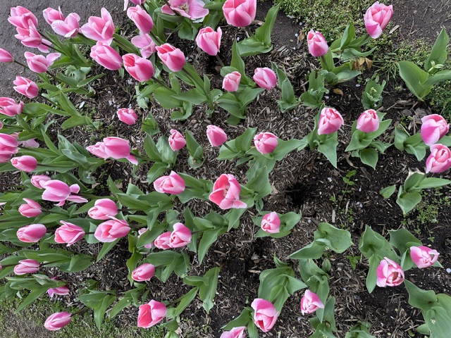 Spring tulips in bloom in Washington, DC.